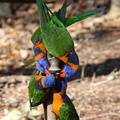 Loriquet à col rouge Trichoglossus rubritorquis - Red-collared Lorikeet