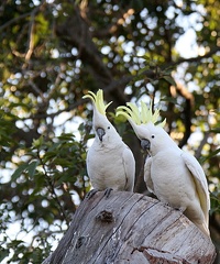 Cacatoès à huppe jaune Cacatua galerita - Sulphur-crested Cockatoo
