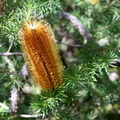 Banksia 'Austraflora Yellow Wing'