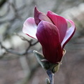 Magnolia de soulange