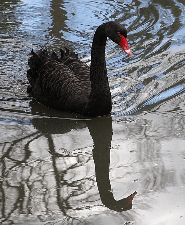 Cygne noir Cygnus atratus - Black Swan