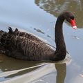 Cygne noir Cygnus atratus - Black Swan