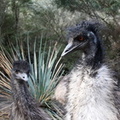 Émeu d'Australie Dromaius novaehollandiae - Emu