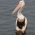 Pélican à lunettes Pelecanus conspicillatus - Australian Pelican 