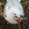 Mouette argentée Chroicocephalus novaehollandiae - Silver Gull
