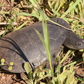tortue à long cou (Chelodina longicollis)