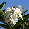 frangipanier : Plumeria alba - fleur des temples