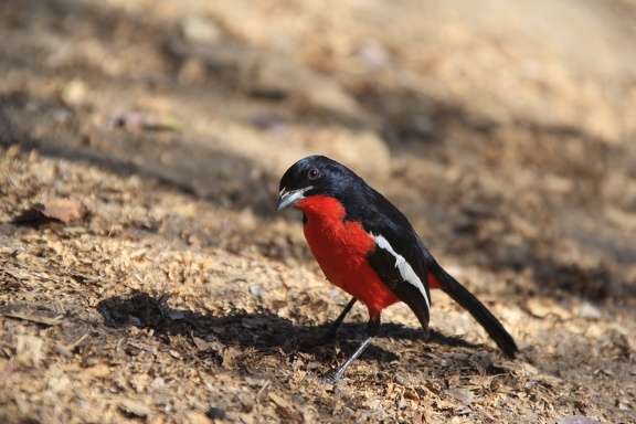 kalahari : Gonolek rouge et noir Laniarius atrococcineus - Crimson-breasted Shrike