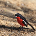 kalahari : Gonolek rouge et noir Laniarius atrococcineus - Crimson-breasted Shrike