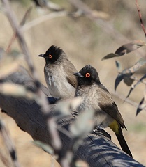 Bulbul brunoir Pycnonotus nigricans - African Red-eyed Bulbul
