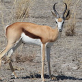kalahari : springbox (antidorcas marsupialis)