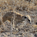 kalahari : suricate (Suricata suricatta)