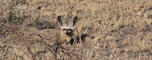kalahari : Renard à oreilles de chauve-souris (Otocyon megalotis)  Chien oreillard ou Otocyon