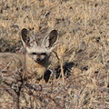 kalahari : Renard à oreilles de chauve-souris (Otocyon megalotis)  Chien oreillard ou Otocyon