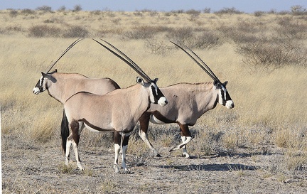 kalahari : oryx gazelle, ou gemsbok (Oryx gazella)