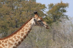girafe du sud (giraffa giraffa)