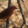 Amarante du Sénégal Lagonosticta senegala - Red-billed Firefinch