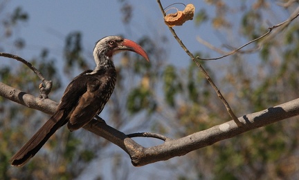 Calao à bec rouge Tockus erythrorhynchus - Northern Red-billed Hornbill