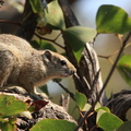 écureuil de brousse de Smith ( Paraxerus cepapi )