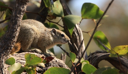 écureuil de brousse de Smith ( Paraxerus cepapi )