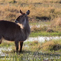 cobe à croissant (Kobus ellipsiprymnus), waterbuck, antilope sing-sing