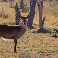  cobe à croissant (Kobus ellipsiprymnus), waterbuck, antilope sing-sing