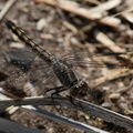 libellule : Brachythemis leucosticta