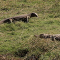 moniteur du Nil ( Varanus niloticus ) et crocodile du nil