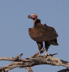 Vautour oricou Torgos tracheliotos - Lappet-faced Vulture