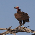 Vautour oricou Torgos tracheliotos - Lappet-faced Vulture