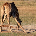 girafe du sud (giraffa giraffa)