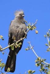 touraco concolor - grey go awway bird (corythaixoides concolor)