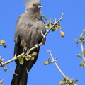 touraco concolor - grey go awway bird (corythaixoides concolor)