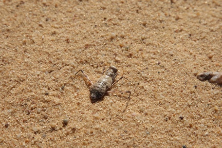 Mantis du désert (Eremiaphila)
