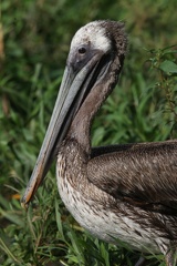 Pélican brun Pelecanus occidentalis - Brown Pelican