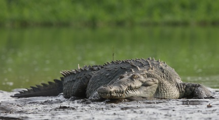 crocodile américain