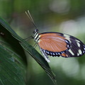 Papillon héliconius