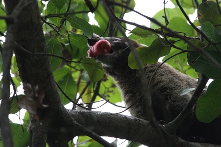 Coati à nez blanc  Nasua narica