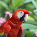 Ara rouge Ara macao - Scarlet Macaw