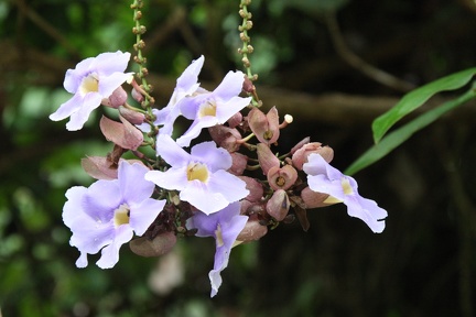 Thunbergia grandiflora - Thunbergie à grandes fleurs, Trompettes du Bengale