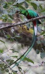Quetzal resplendissant Pharomachrus mocinno - Resplendent Quetzal (papa aide le premier bébé sorti du nid)