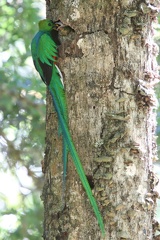 Quetzal resplendissant Pharomachrus mocinno - Resplendent Quetzal (nourrissage)