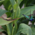 Colibri anaïs Colibri d'Anaïs Colibri coruscans - Sparkling Violetear