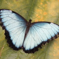 Blauwe Vlinder Blauwe Morpho