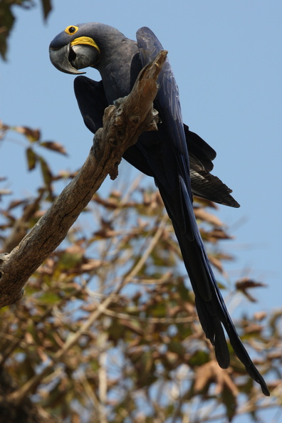 Ara hyacinthe Anodorhynchus hyacinthinus - Hyacinth Macaw