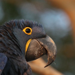 2010-08 Pantanal
