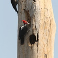 Pic ouentou Dryocopus lineatus - Lineated Woodpecker