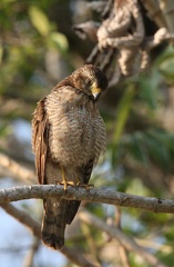 Buse à gros bec Rupornis magnirostris - Roadside Hawk
