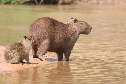 Capybara (Hydrochaeris hydrochaeris) 