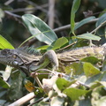 iguana (iguana iguana)